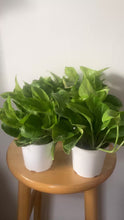 Cargar y reproducir el video en el visor de la galería, Pothos ‘Monet Sol’ (Epipremnum aureum)
