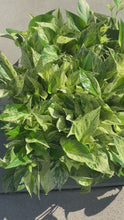 Load and play video in Gallery viewer, Marble Queen Pothos (Epipremnum aureum)
