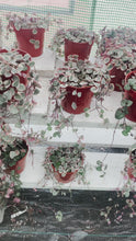 Load and play video in Gallery viewer, Variegated String of Hearts (Ceropegia woodii 'Variegata')
