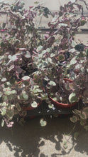 Cargar y reproducir el video en el visor de la galería, Variegated String of Hearts Live Plant on Heart Trellis

