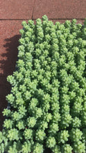 Load and play video in Gallery viewer, Donkey Tail (Burro’s Tail) – 2” Rooted Sedum Morganianum Succulent
