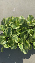 Load and play video in Gallery viewer, Peperomia obtusifolia ‘Marble’
