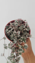 Load and play video in Gallery viewer, Variegated String of Hearts (Ceropegia woodii 'Variegata')
