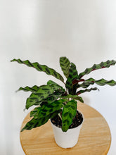 Load image into Gallery viewer, Calathea Lancifolia Rattlesnake
