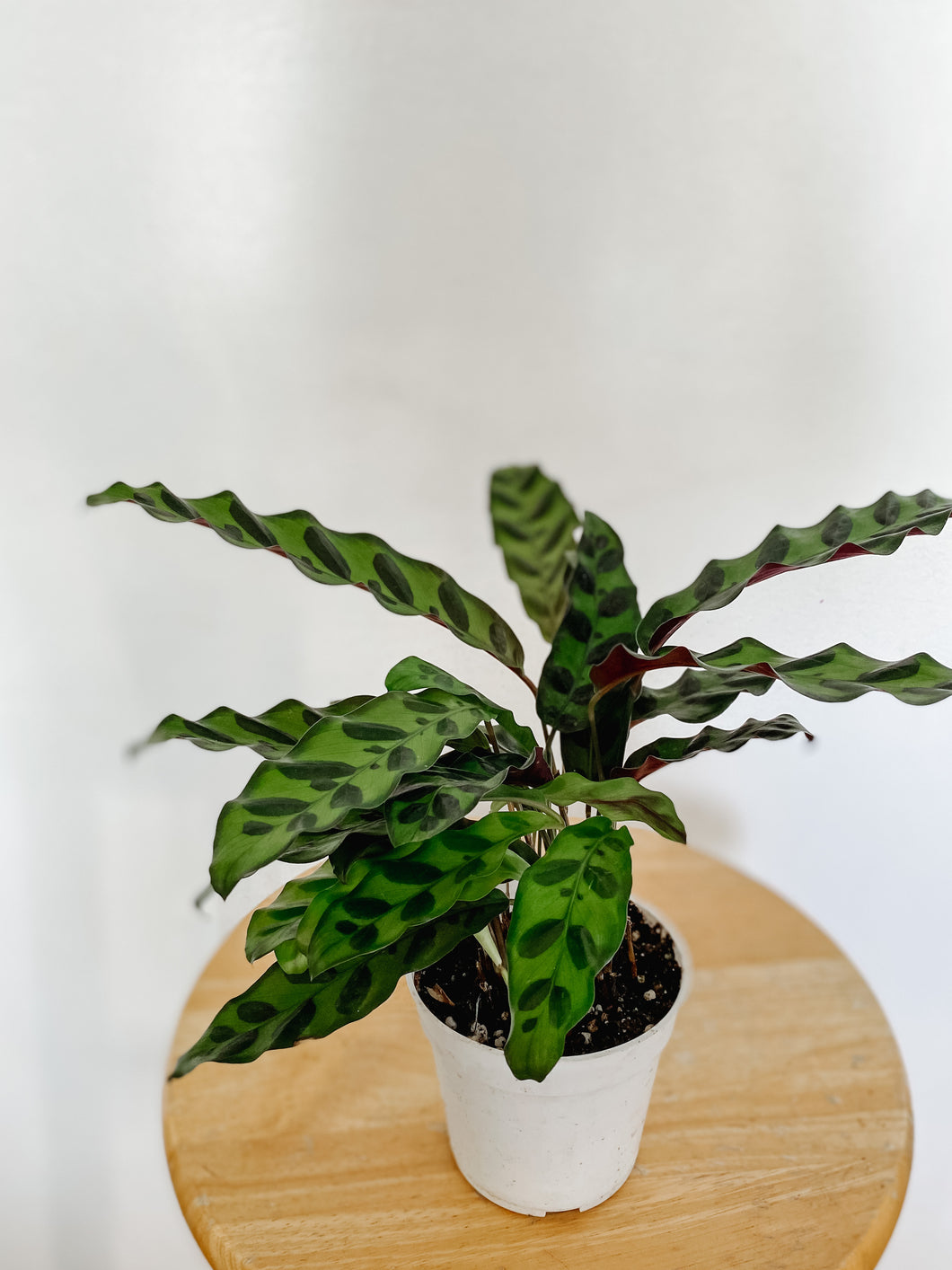 Calathea Lancifolia Rattlesnake