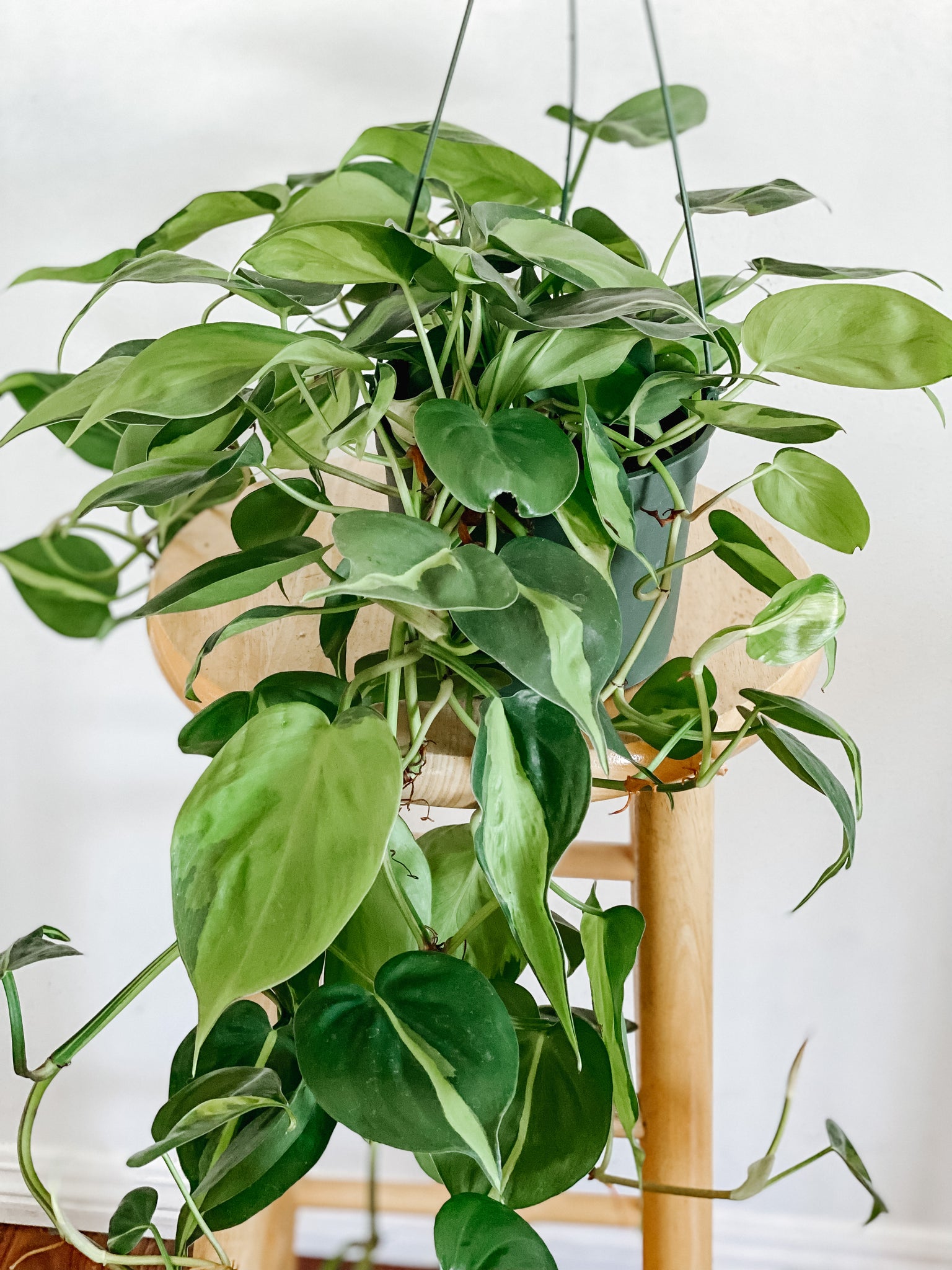 komodo philodendron plant Philodendron Cordatum Brasil – Emerald Houseplants