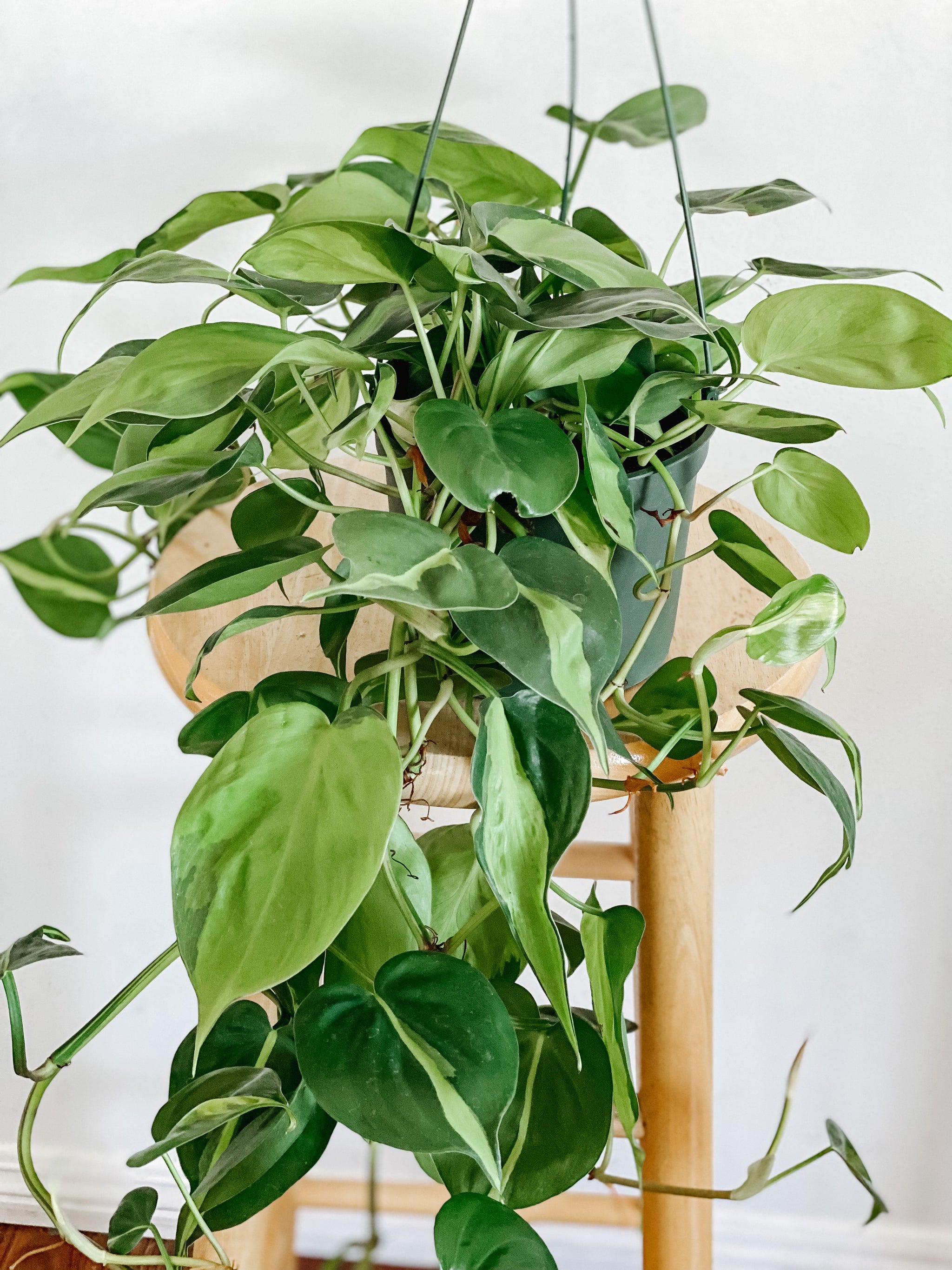 philodendron consanguineum nome comum brasil Philodendron Cordatum Brasil