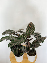 Load image into Gallery viewer, Calathea Ornata Pin Stripe
