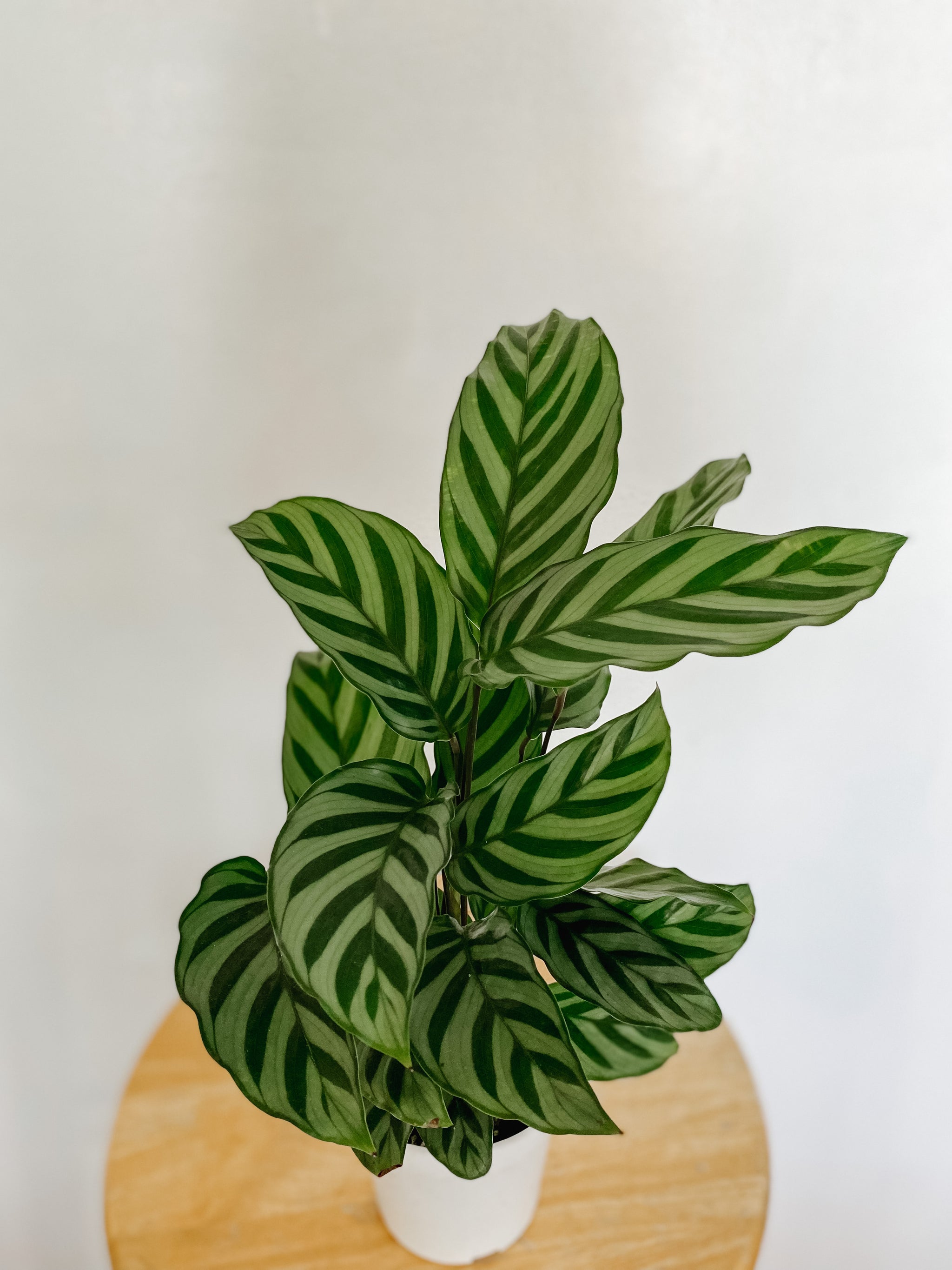 Calathea Concinna Freddie – Emerald Houseplants