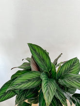 Cargar imagen en el visor de la galería, Calathea Beauty Star
