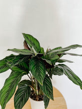 Cargar imagen en el visor de la galería, Calathea Beauty Star
