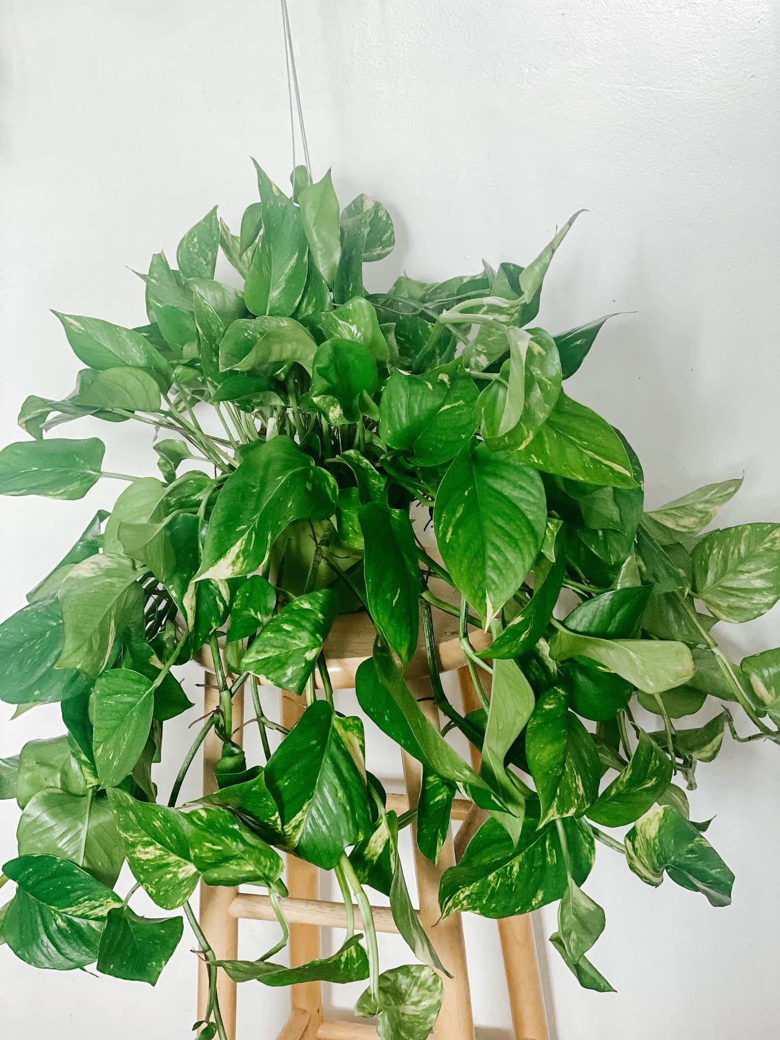 large pothos pot 6” Large Trailing Golden Pothos Epipremnum Aureum