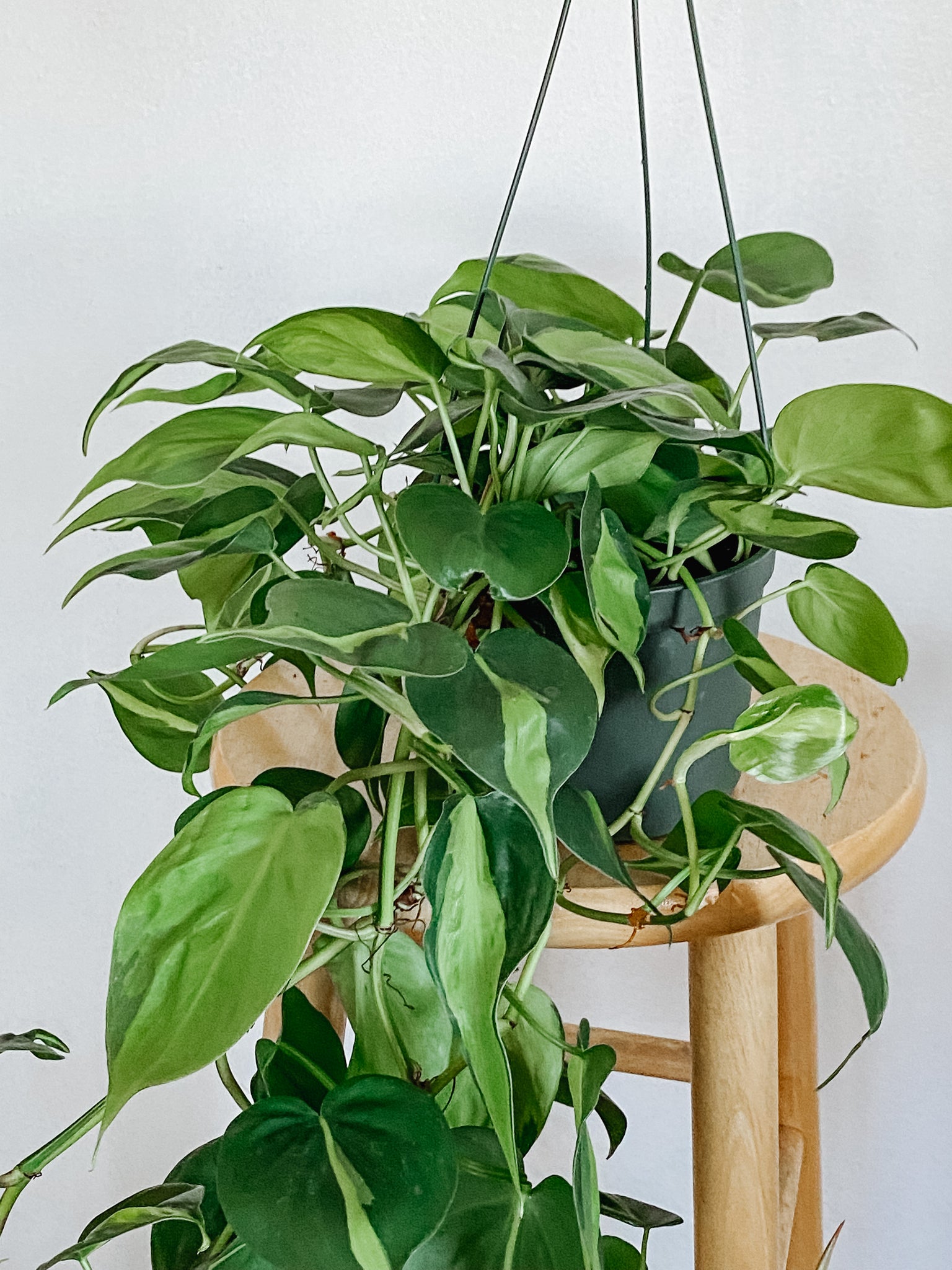 philodendron colgante Philodendron Cordatum Brasil – Emerald Houseplants