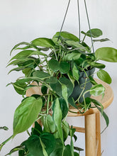 Load image into Gallery viewer, Philodendron Cordatum Brasil
