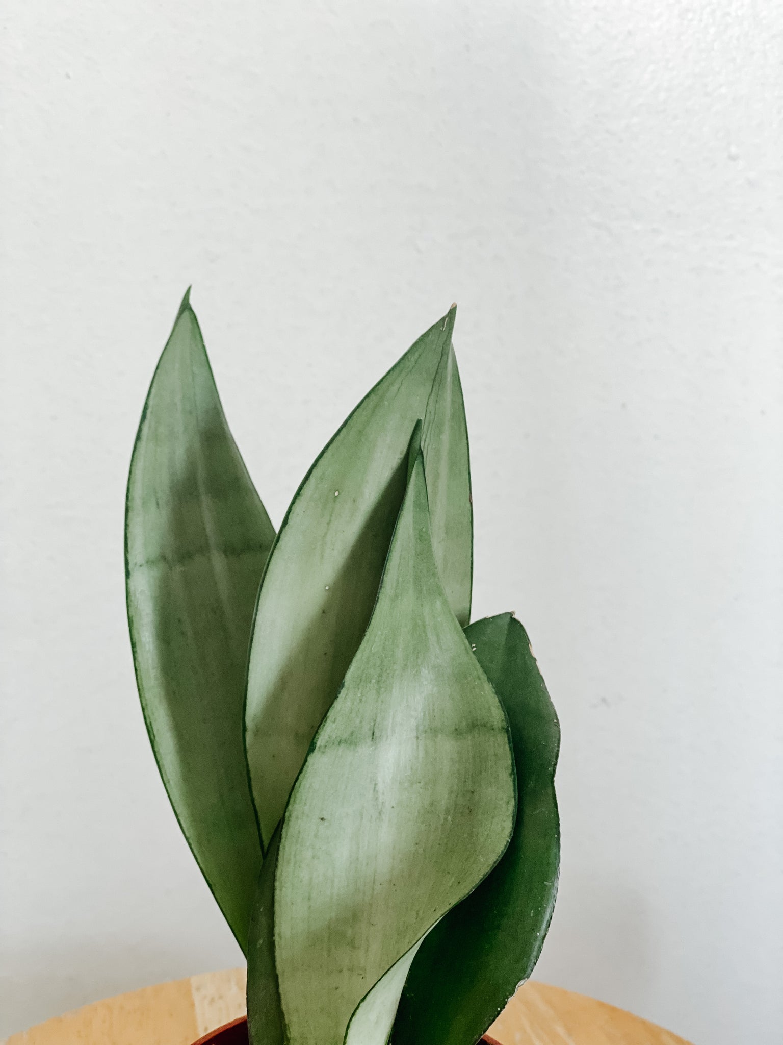 moonshine silver queen sansevieria Silver Sanseveria 'Moonshine' Snake Plant – Emerald Houseplants