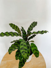 Load image into Gallery viewer, Calathea Lancifolia Rattlesnake
