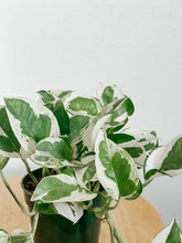 Load image into Gallery viewer, Pothos N Joy  ‘Epipremnum Aureum’
