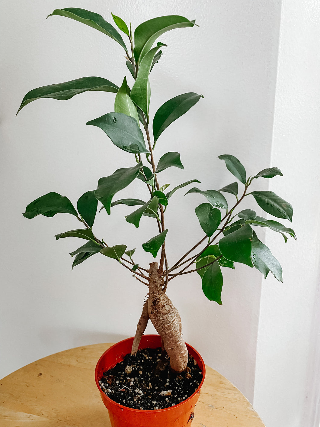 Ficus Ginseng Bonsai