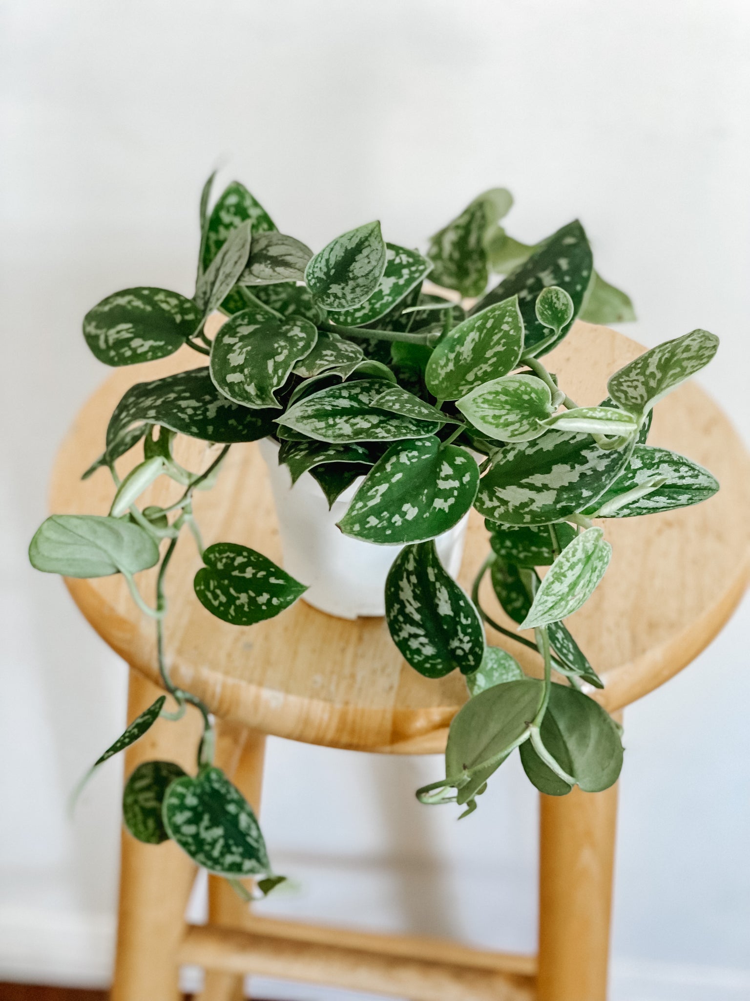 is satin pothos toxic to dogs Satin Pothos Scindapsus Pictus Argyraeus