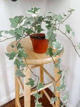 Cargar imagen en el visor de la galería, English Ivy Glacier in a 4 inch nursery pot for sale. 
