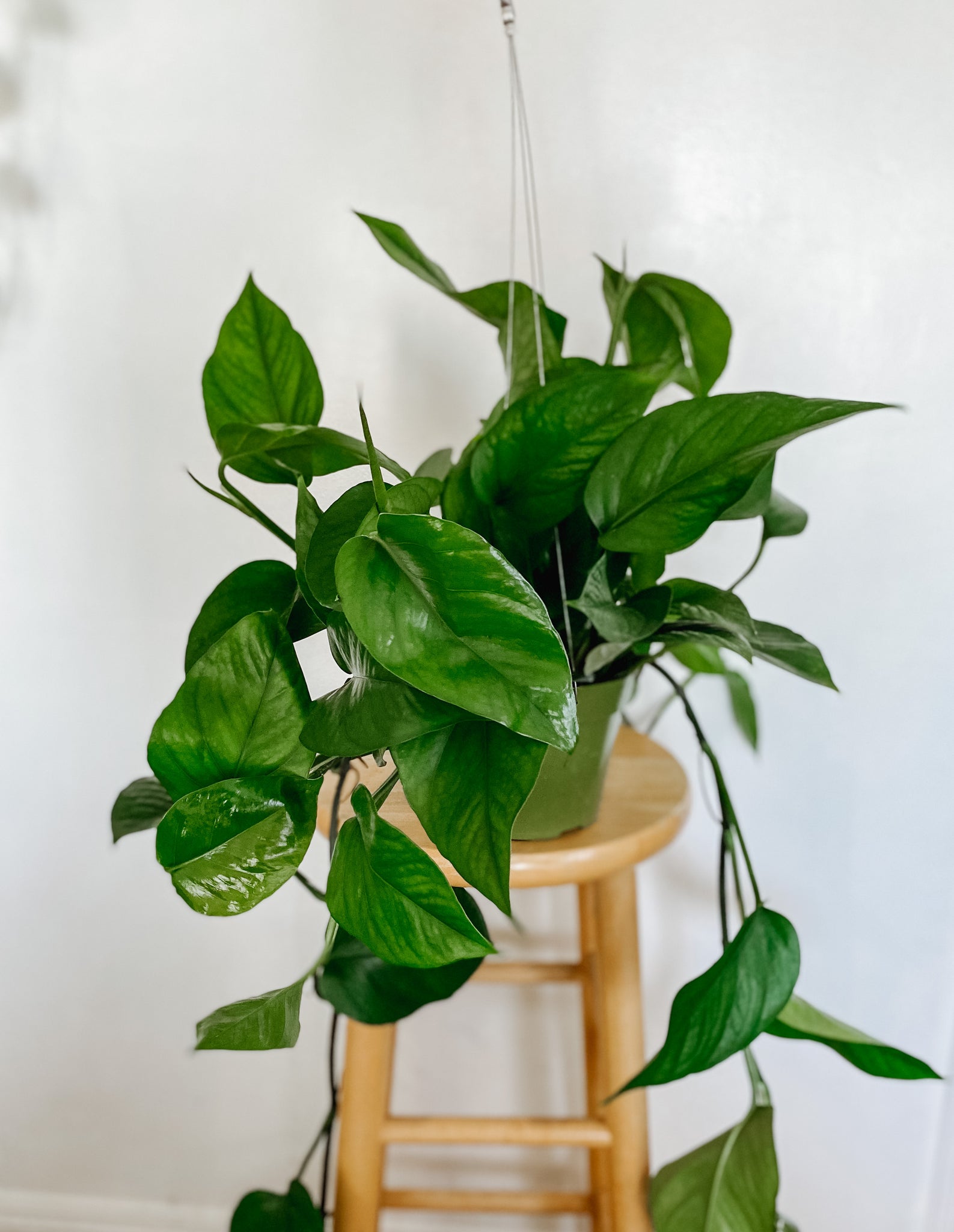 pothos verde Pothos Green Queen 'Epipremnum Aureum' – Emerald Houseplants