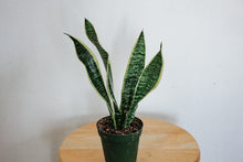 Load image into Gallery viewer, Snake Plant
