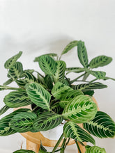 Load image into Gallery viewer, Maranta Leuconeura Lemon Lime
