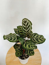 Load image into Gallery viewer, Calathea Makoyana Peacock Plant
