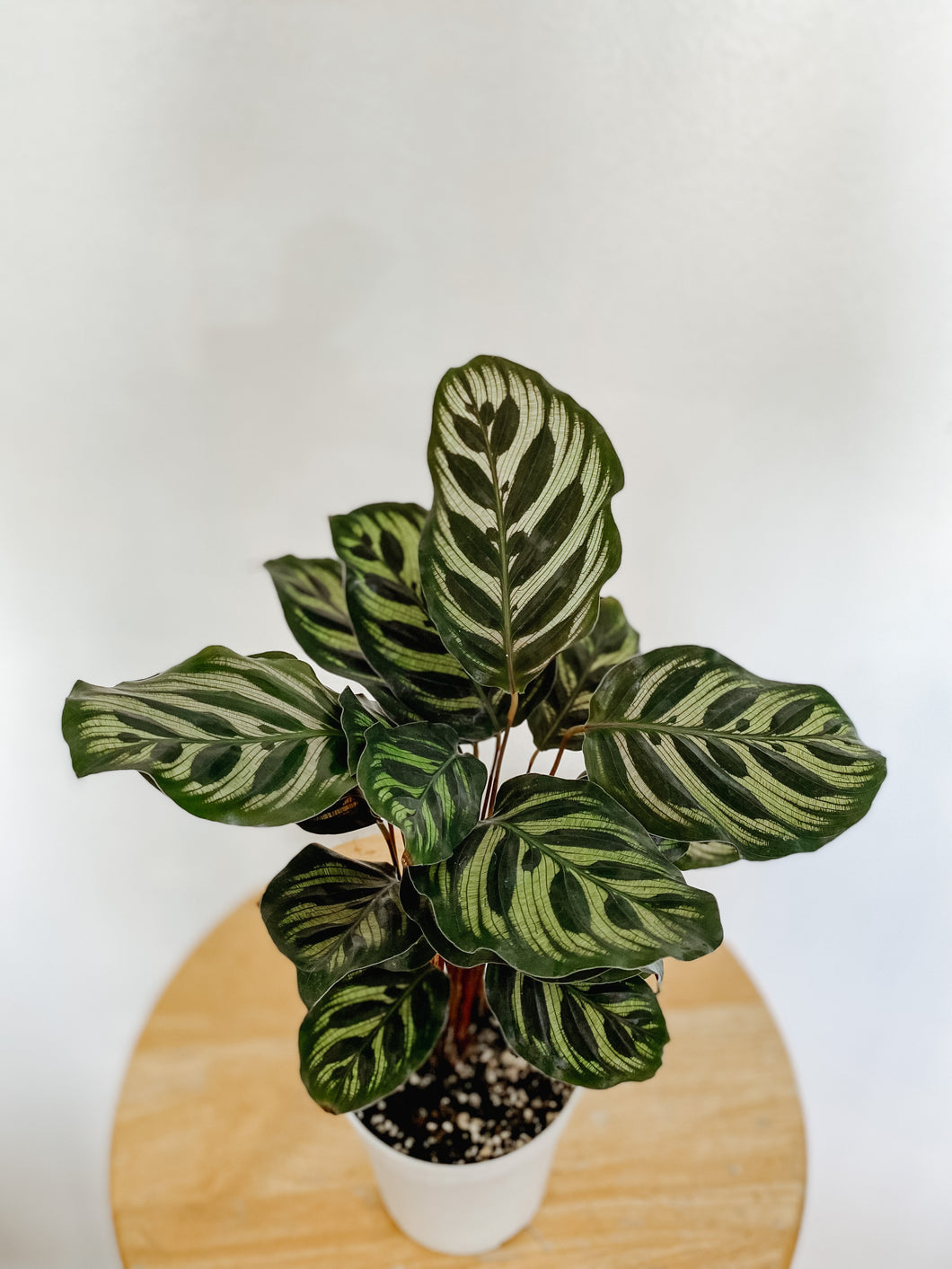 Calathea Makoyana Peacock Plant