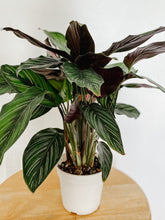 Cargar imagen en el visor de la galería, Calathea Beauty Star
