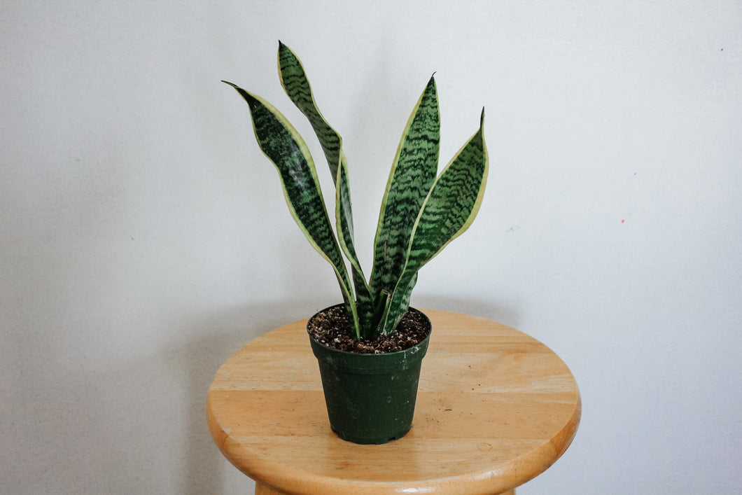 Snake Plant