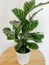 Cargar imagen en el visor de la galería, Calathea Concinna Freddie
