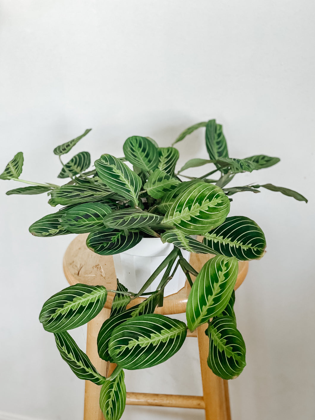 Maranta Leuconeura Lemon Lime