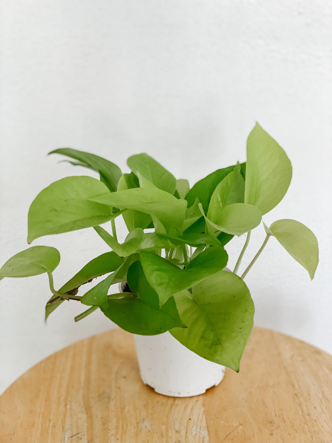 Pothos Neon