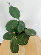 Load image into Gallery viewer, Hoya Obovata Splash
