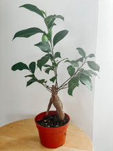 Load image into Gallery viewer, Ficus Ginseng Bonsai
