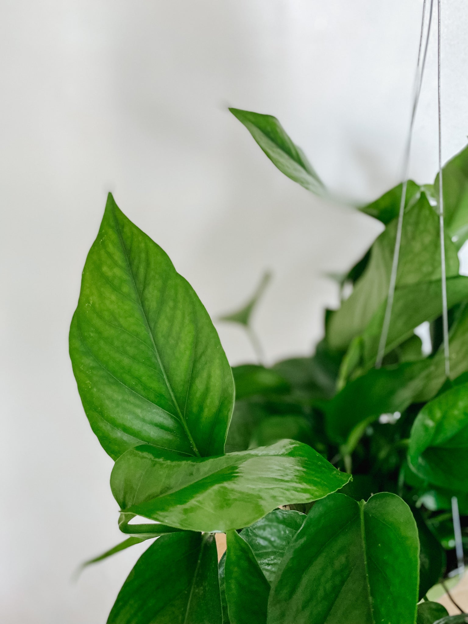 pothos green queen Pothos Green Queen 'Epipremnum Aureum' – Emerald Houseplants