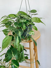 Load image into Gallery viewer, Philodendron Cordatum Brasil
