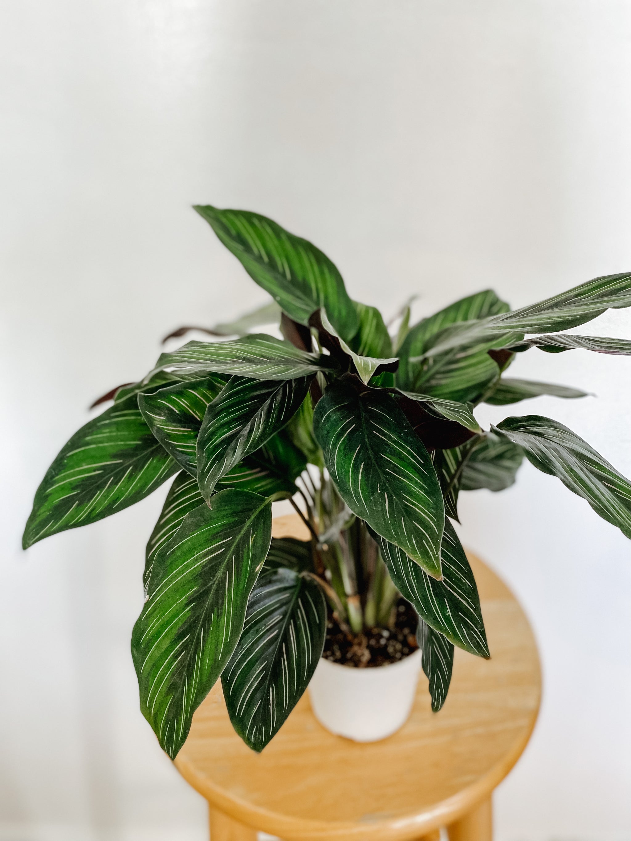 Calathea Beauty Star – Emerald Houseplants