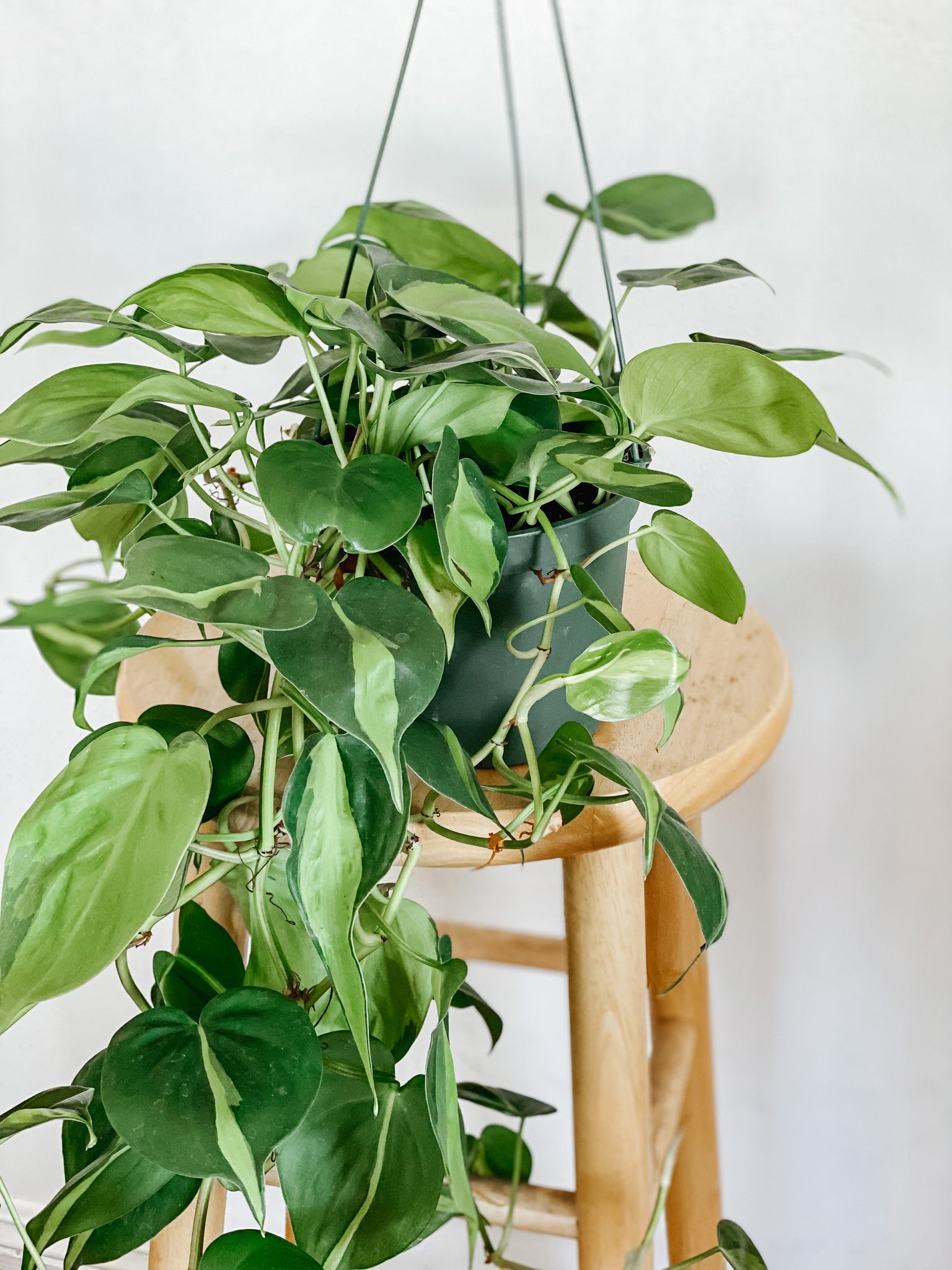 buy philodendron cordatum on a pole Philodendron Cordatum Brasil – Emerald Houseplants