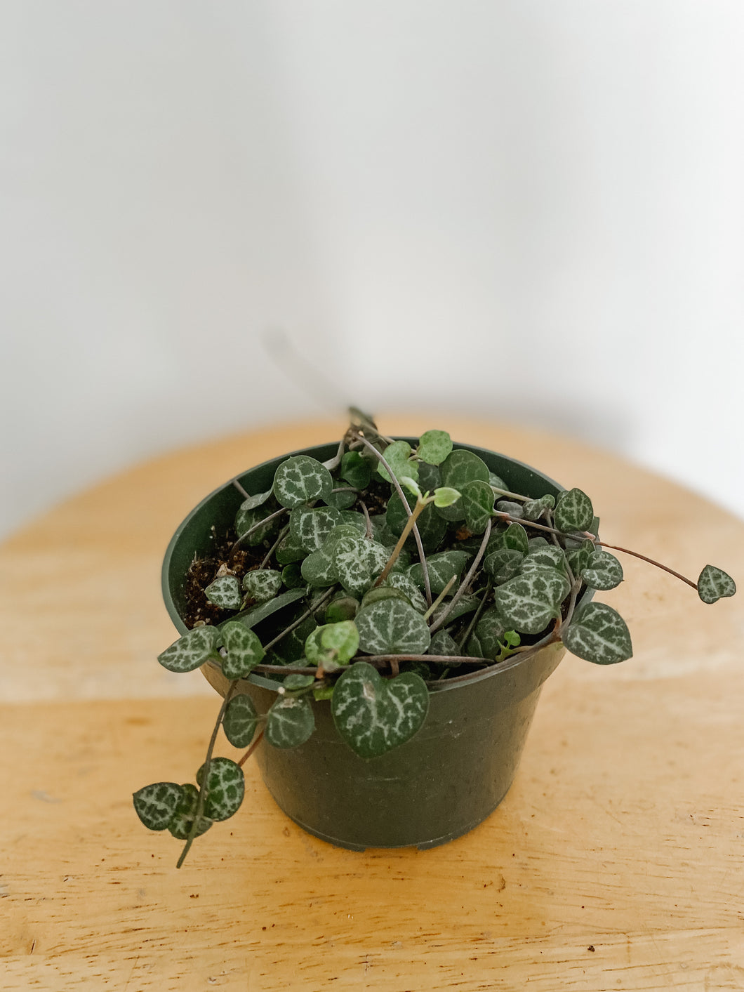 String of Hearts ‘Ceropegia woodii’ Trailing