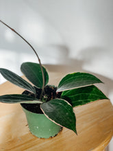 Load image into Gallery viewer, Hoya Macrophylla Variegata
