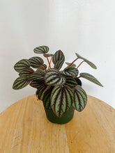 Load image into Gallery viewer, Peperomia Albovittata Piccolo Banda
