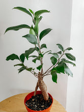 Load image into Gallery viewer, Ficus Ginseng Bonsai
