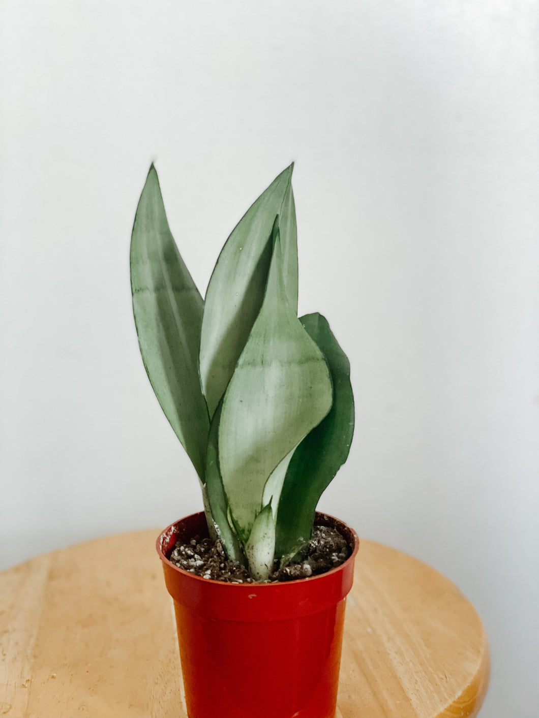 Silver Sanseveria ‘Moonshine’ Snake Plant