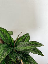 Cargar imagen en el visor de la galería, Calathea Beauty Star
