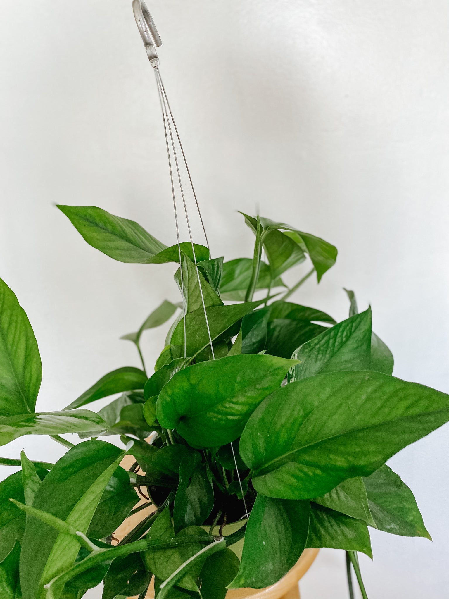 emerald pothos for sale Pothos Green Queen 'Epipremnum Aureum' – Emerald Houseplants