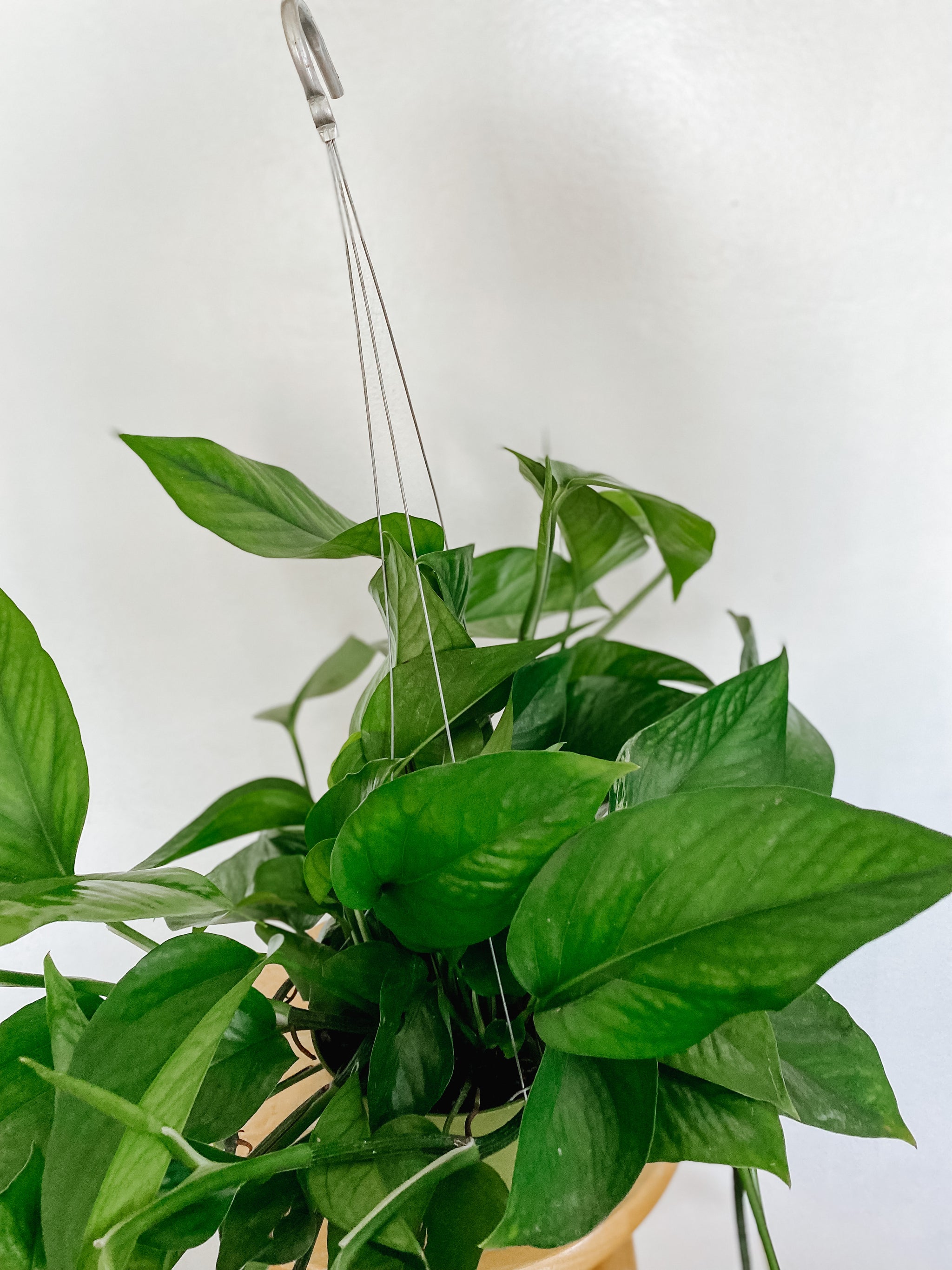 Pothos Green Queen 'Epipremnum Aureum'  Emerald Houseplants