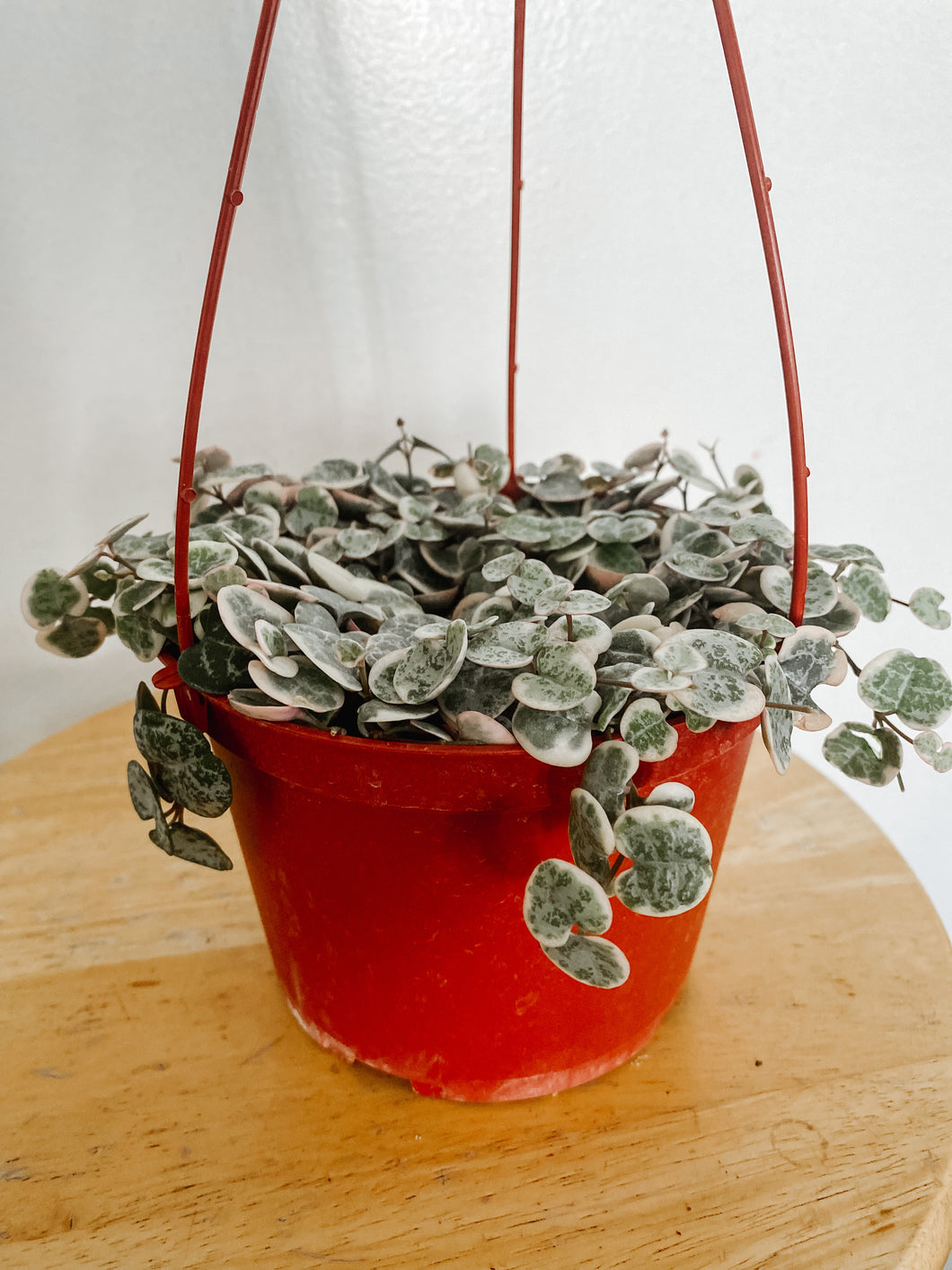 Variegated String of Hearts