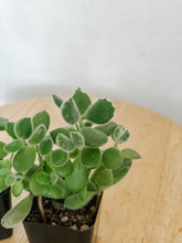 Load image into Gallery viewer, Cotyledon Tomentosa Bear Claw Succulent
